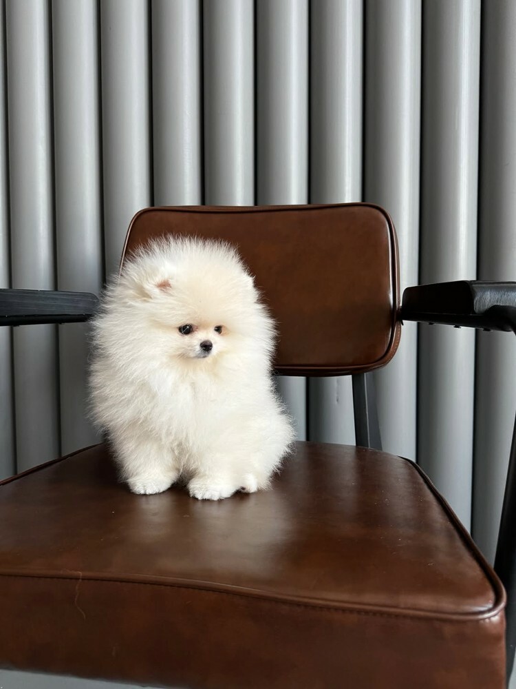 Pomeranian - 2