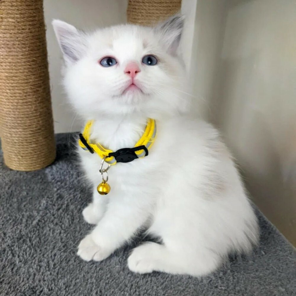 Ragdoll kitten  - 1