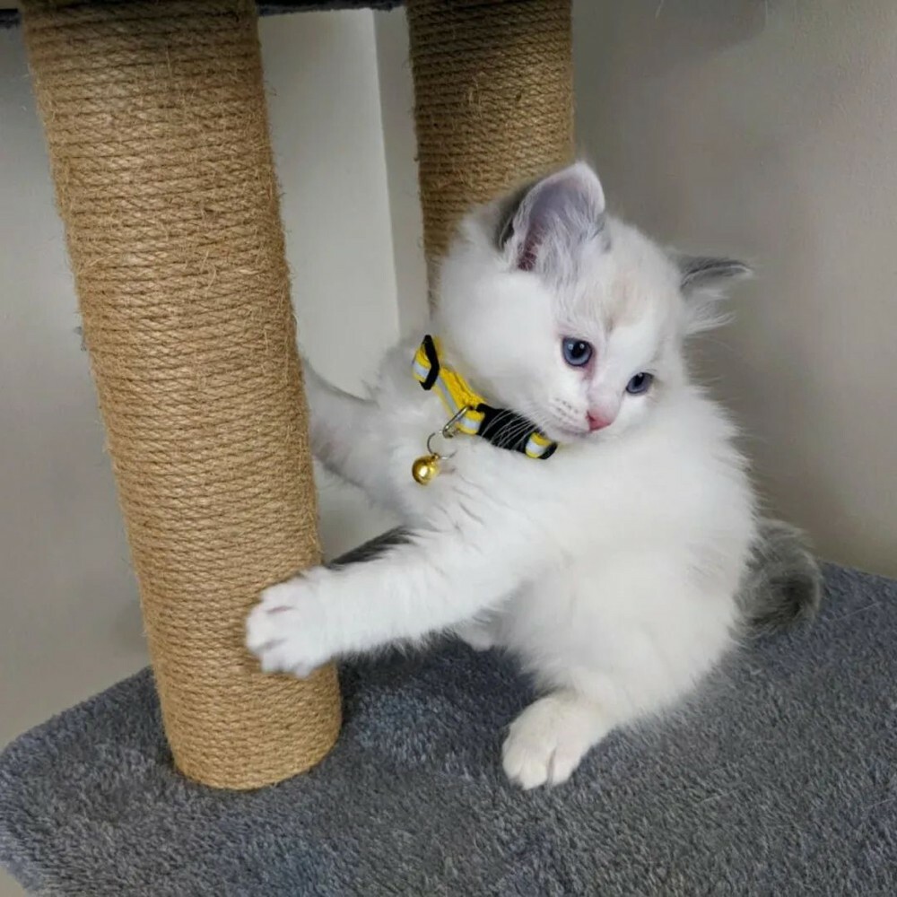 Ragdoll kitten  - 2