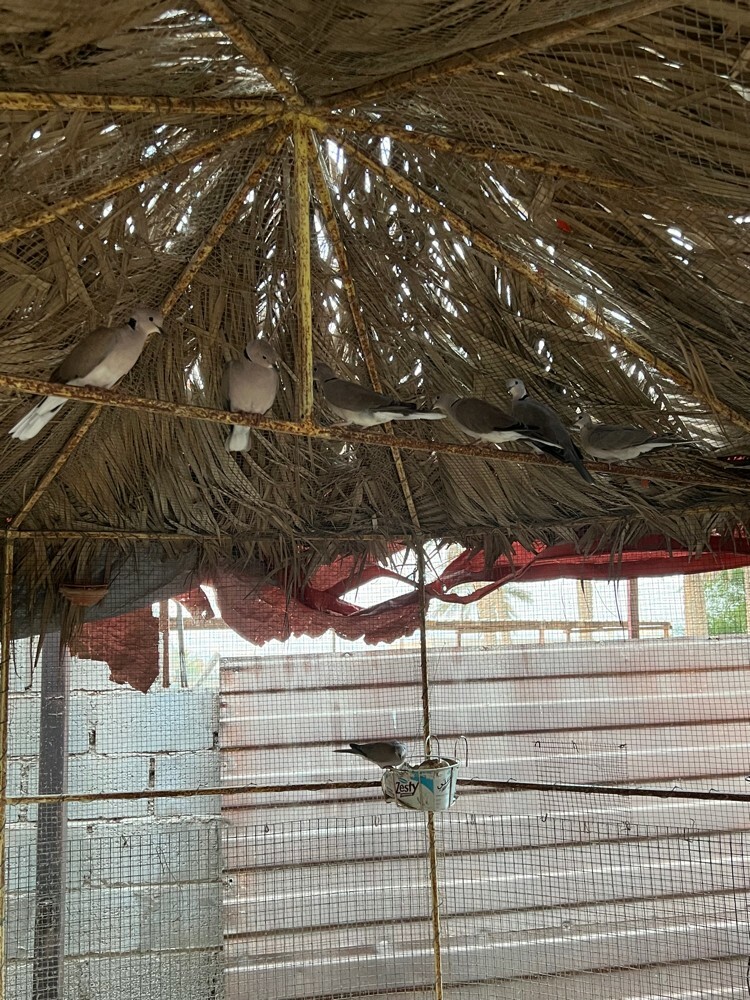 للبيع - 2