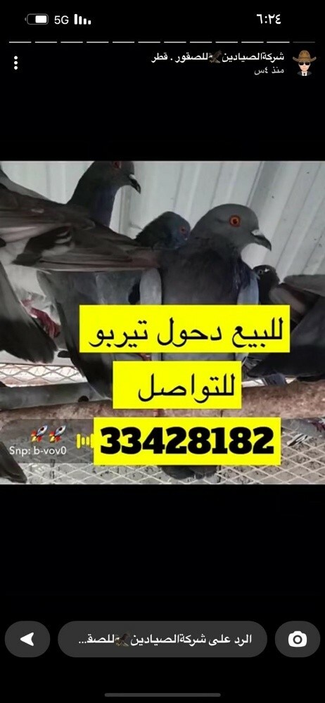 pigeon - 1