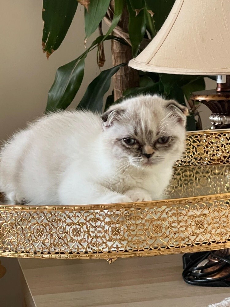 cat for sale - 1