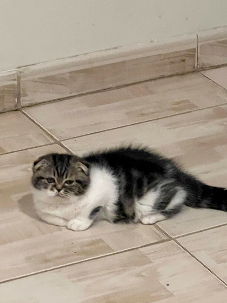 cat for sale - 1
