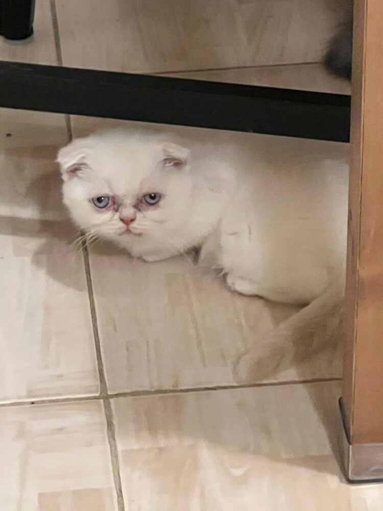 cat for sale - 1