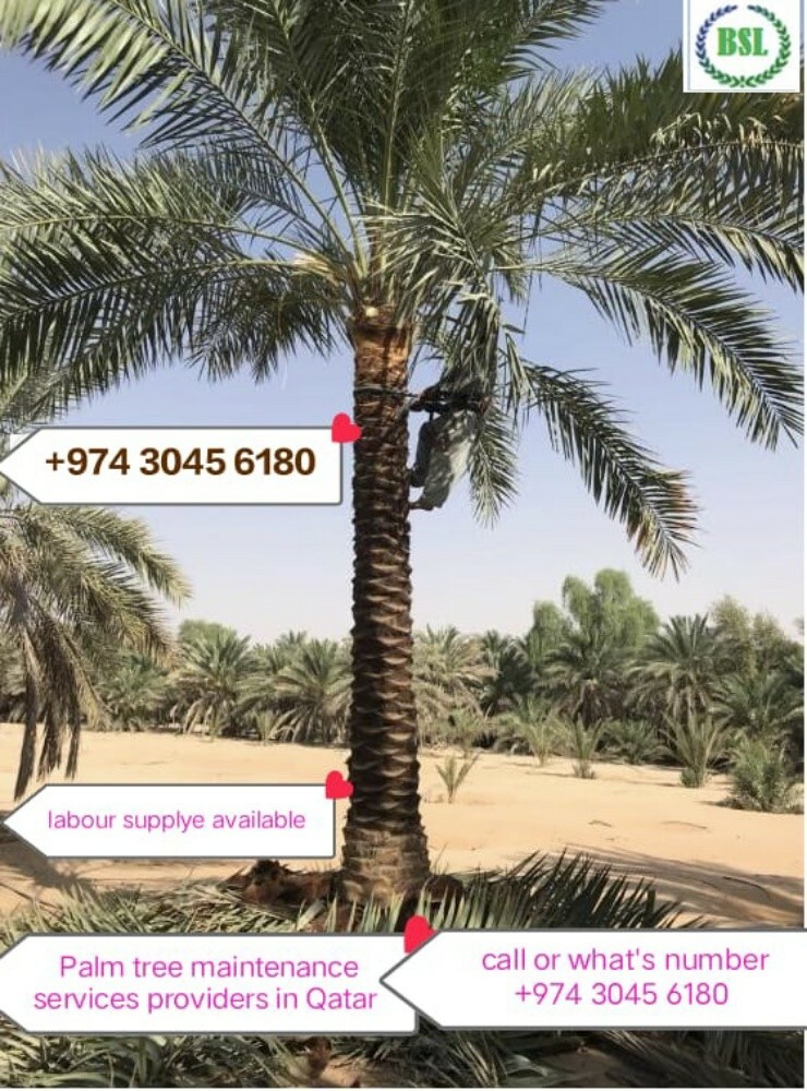 date trees - 1