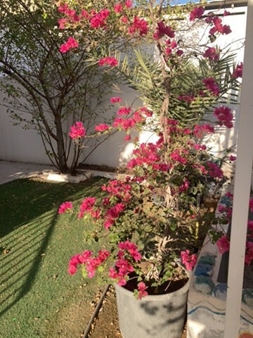 for sale - 4