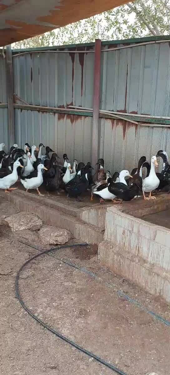 Layer Duck - 1