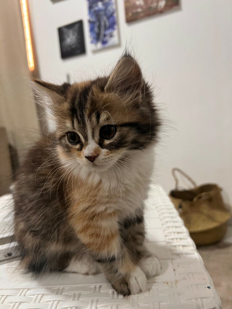 kittens for Sale - Last Two  - 1