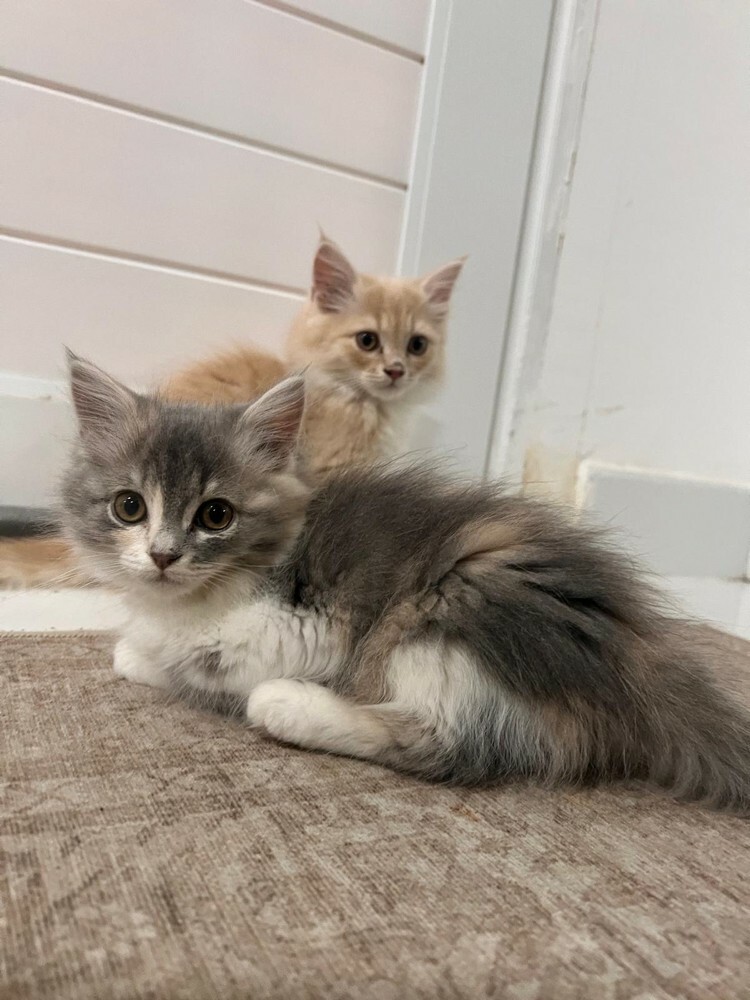 kittens for Sale - Last Two  - 3