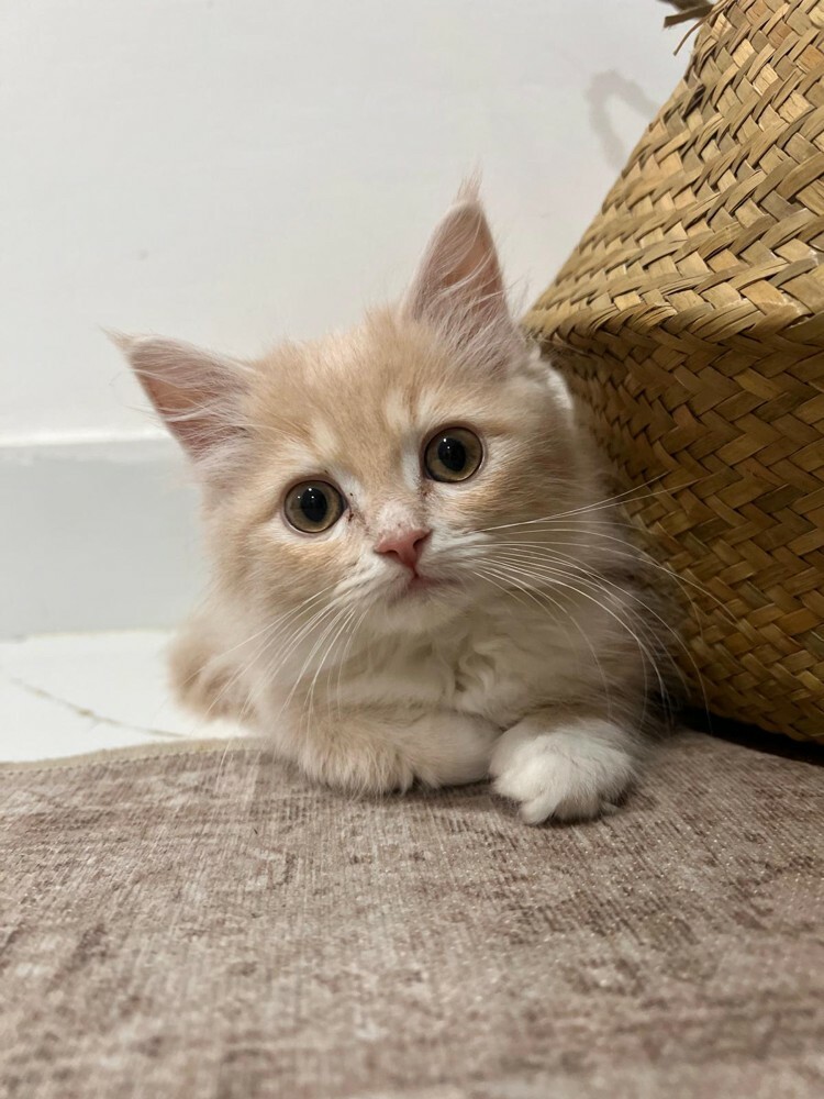GOLDEN KITTEN - MALE Last one  - 5
