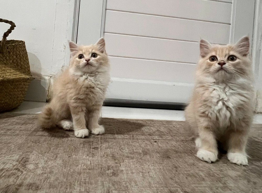 GOLDEN KITTEN - MALE Last one  - 6