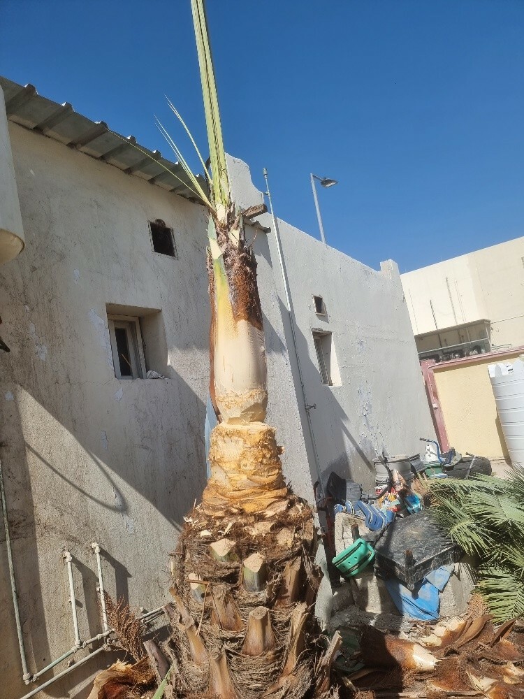 زراع حسین العراقی للنخل ول حدائق - 8