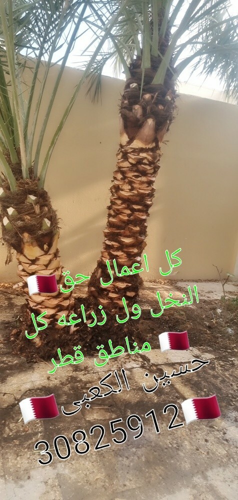 زراع حسین العراقی للنخل ول حدائق - 5