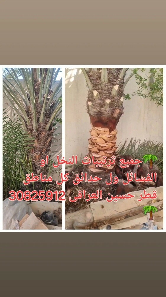 زراع حسین العراقی للنخل ول حدائق - 2