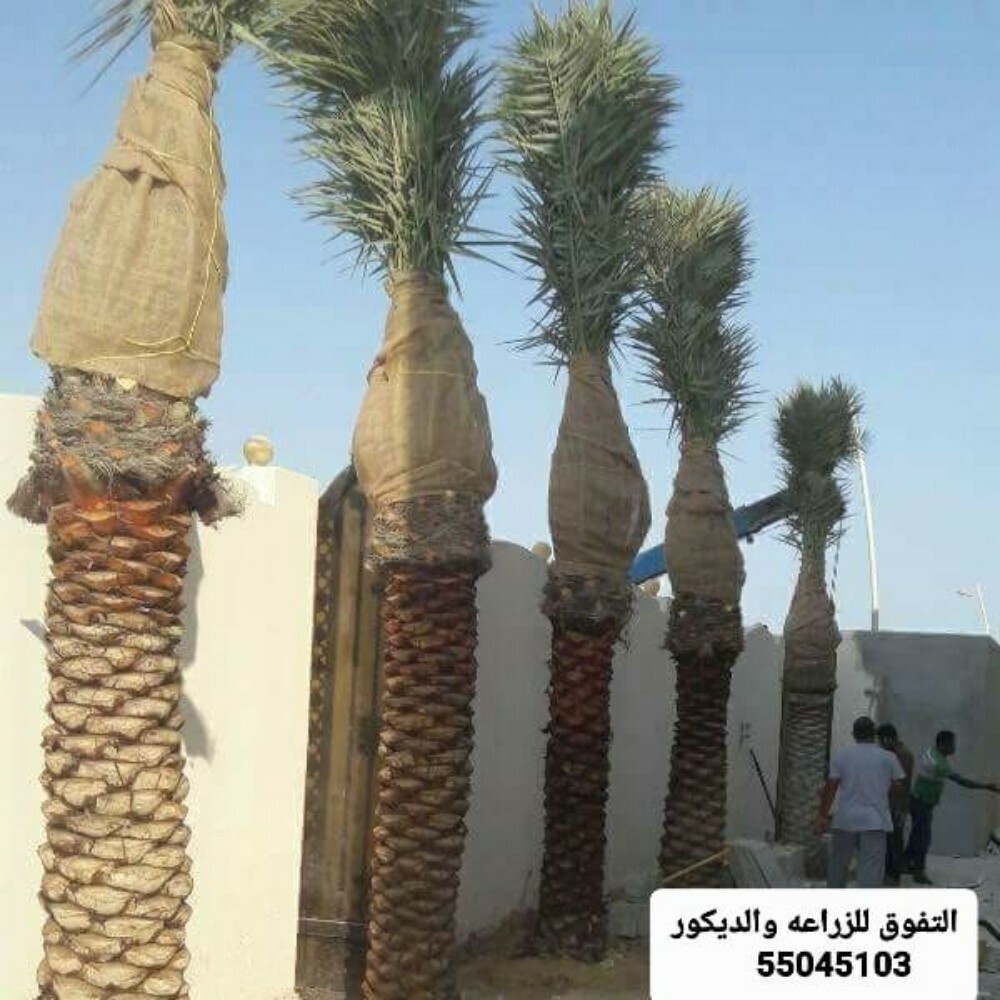 أعمال الاندسكيب والديكور - 3