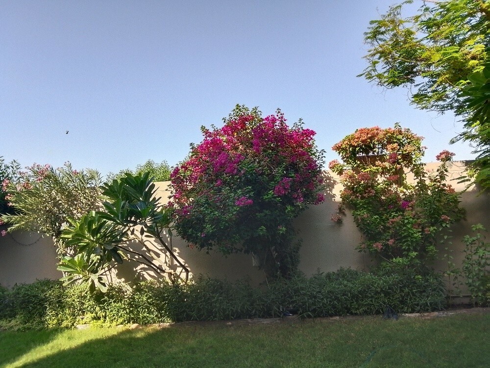 Ali Al Baloshi - 1