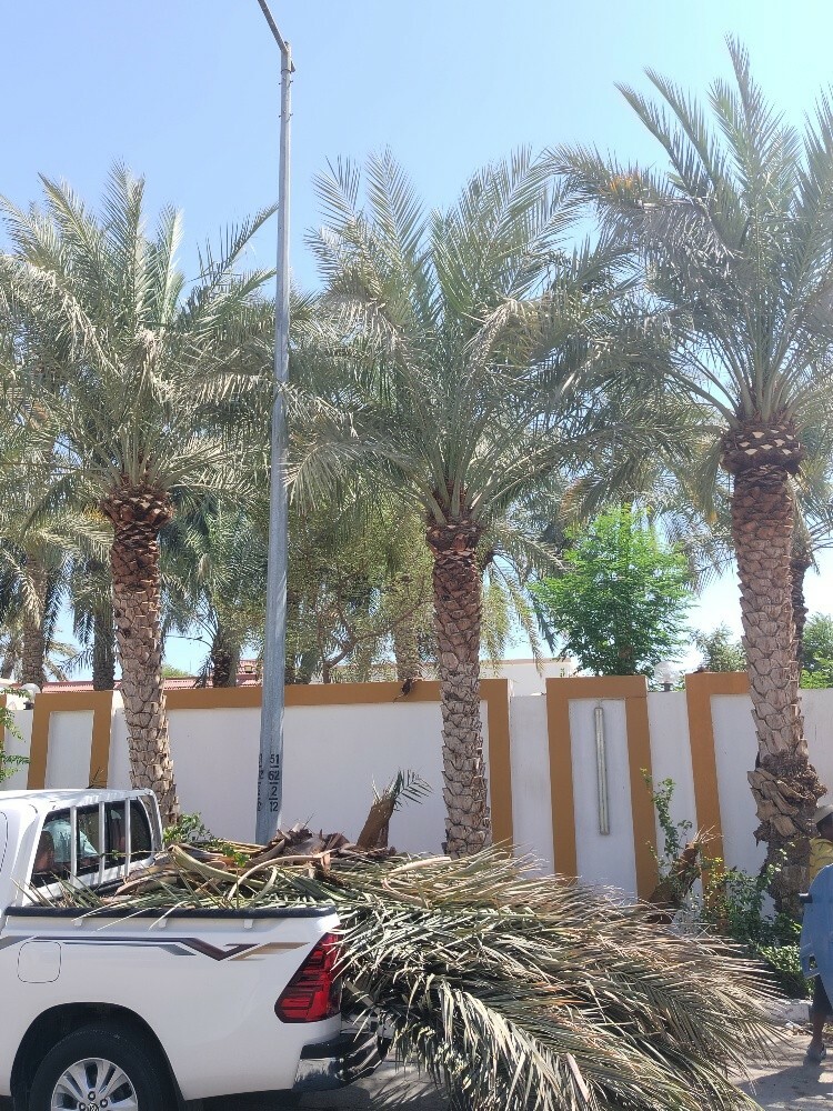 لبيع النخيل و الفصائل - 7