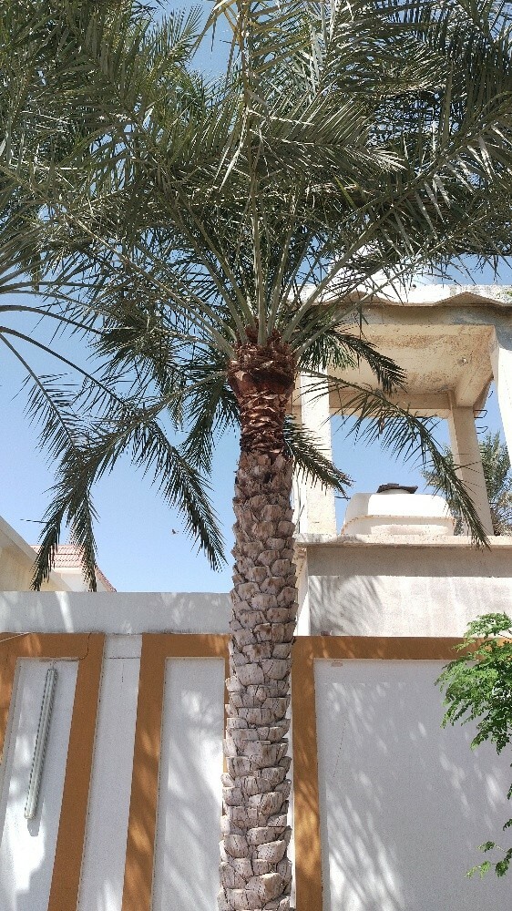 لبيع النخيل و الفصائل - 4