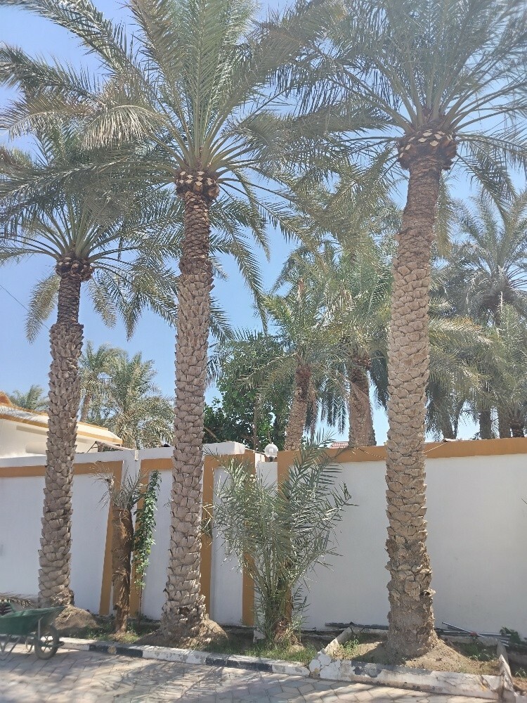 لبيع النخيل و الفصائل - 8