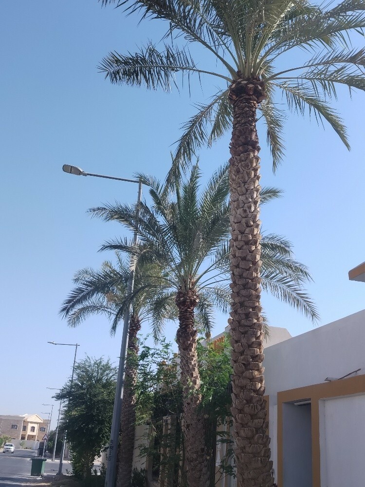 لبيع النخيل و الفصائل - 9