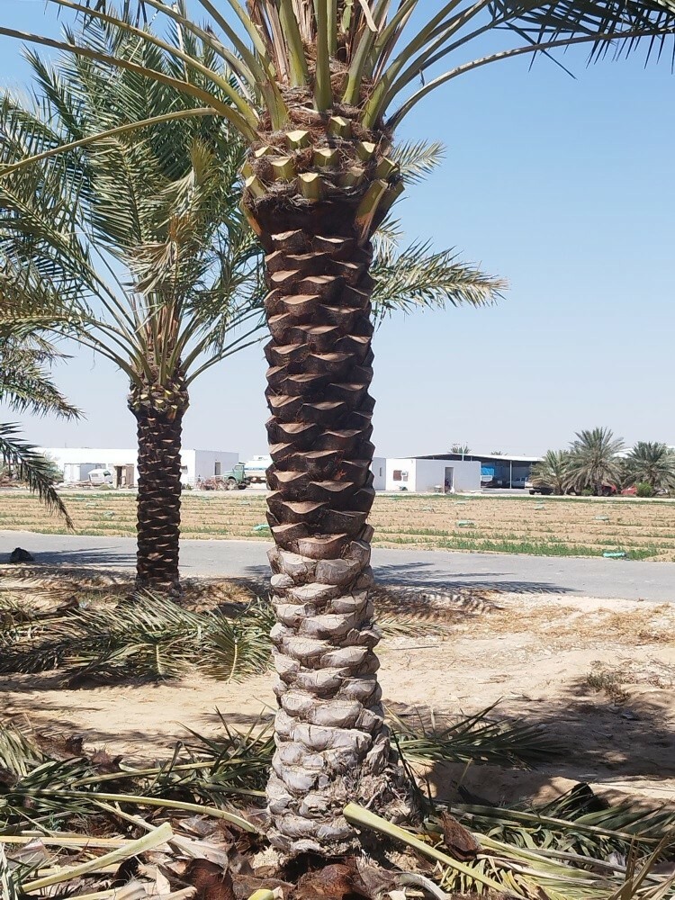 شركة زراعيه - 4