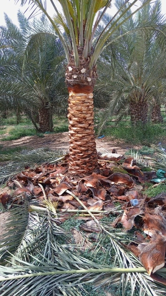 شركة زراعيه - 3