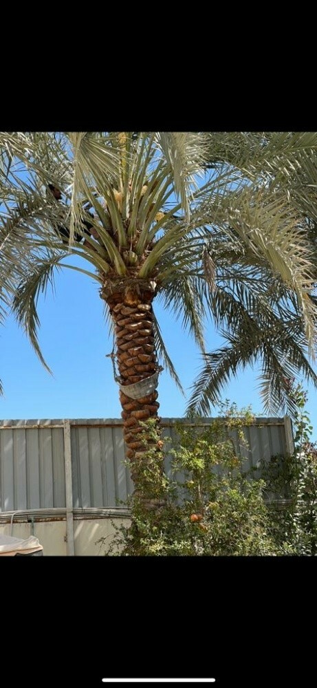 قطع الاشجار ونقل النخيل وزراعته - 2