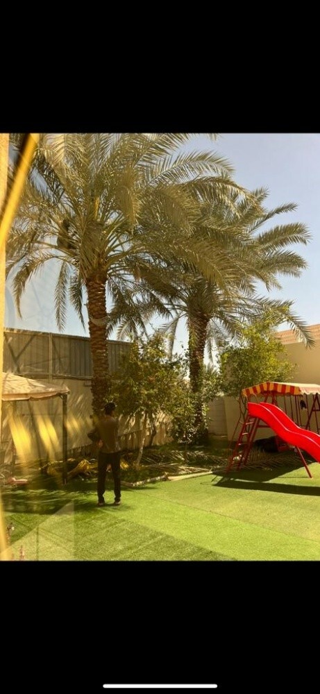 قطع الاشجار ونقل النخيل وزراعته - 3