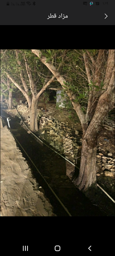 قطع الاشجار ونقل النخيل وزراعته - 4