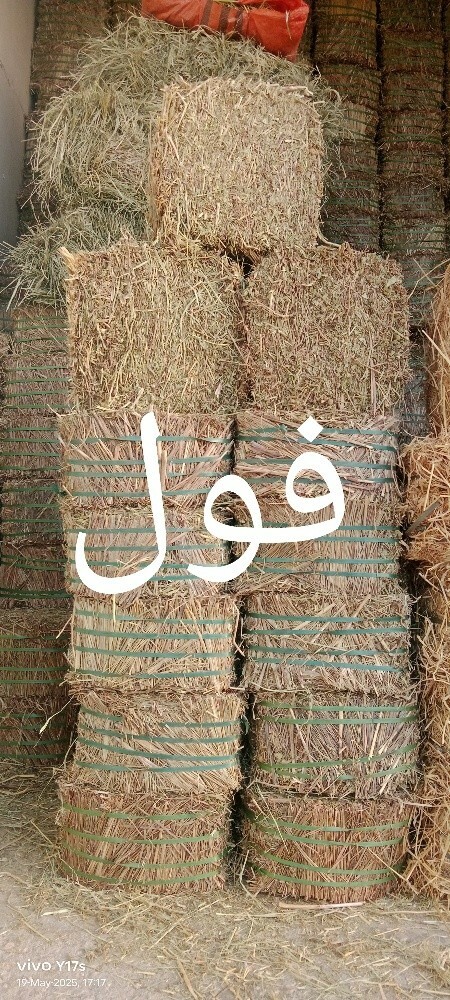 Alamgir - 11