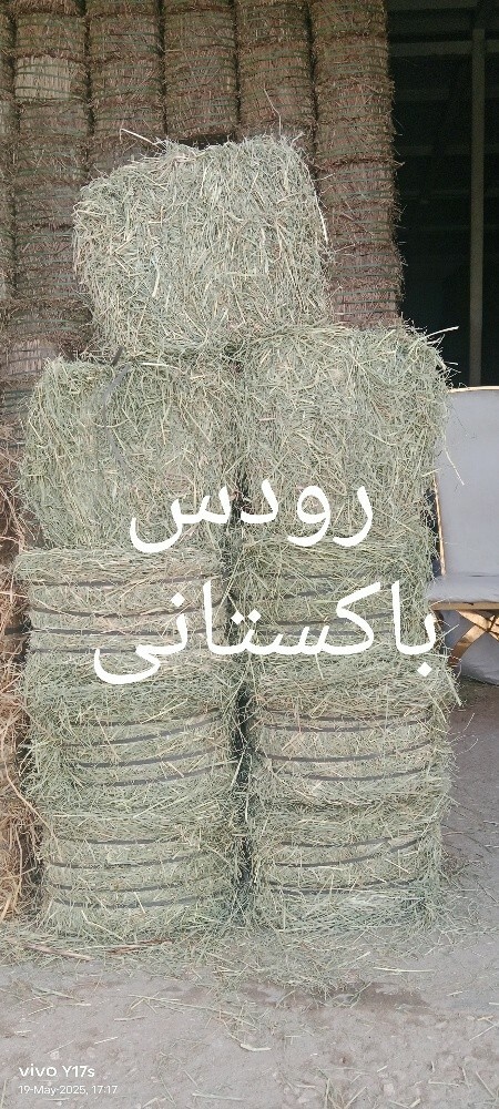 Alamgir - 13