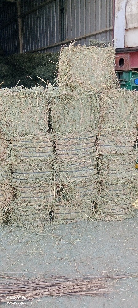 Alamgir - 7