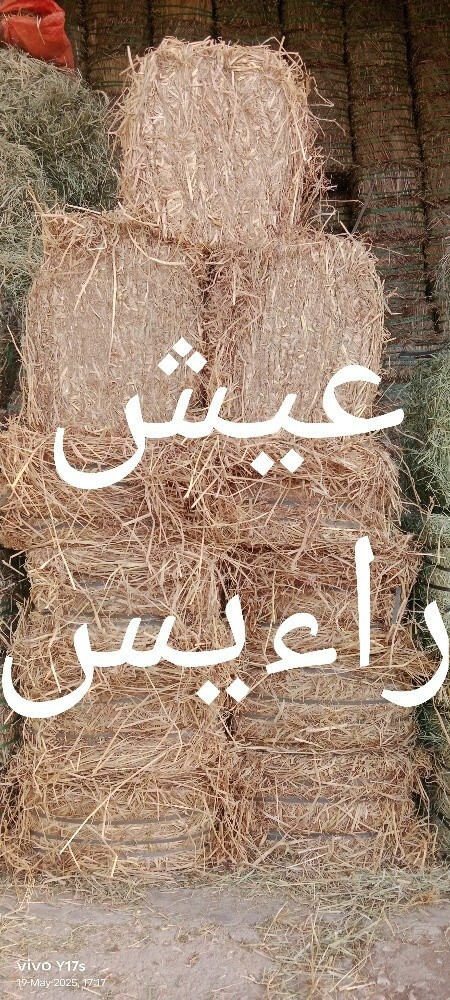 Alamgir - 12