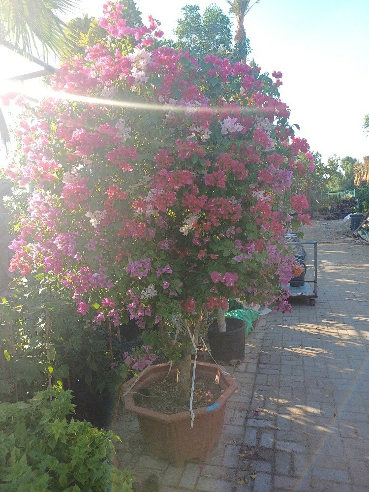 home decore.and garden maintenanc - 6
