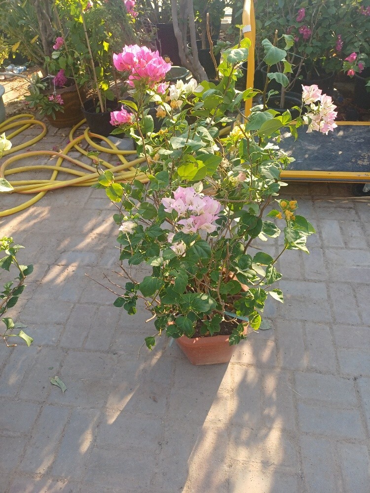 home decore.and garden maintenanc - 3