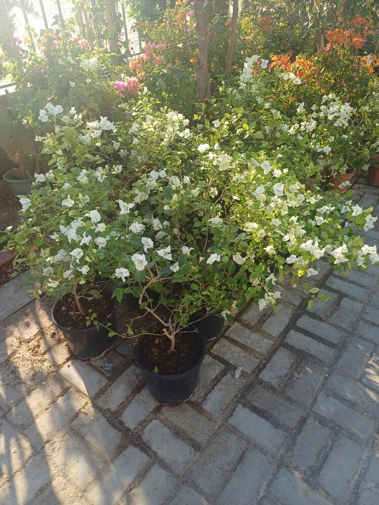 home decore.and garden maintenanc - 8