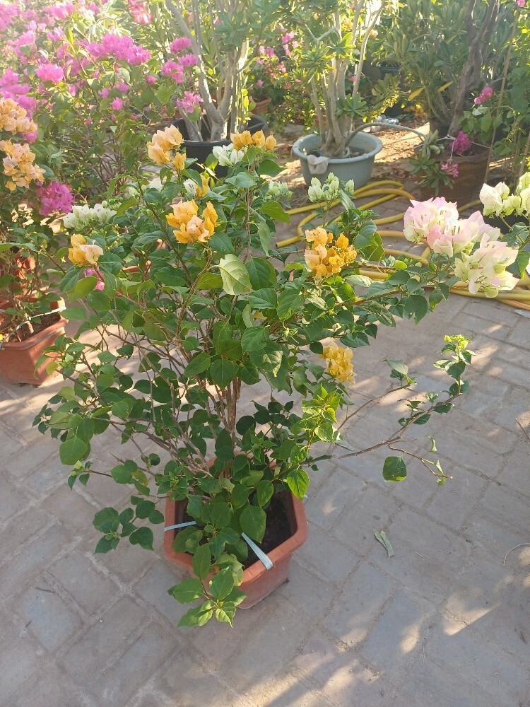 home decore.and garden maintenanc - 4
