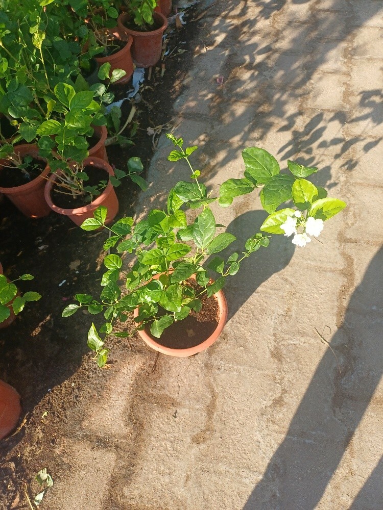 home decore.and garden maintenanc - 7
