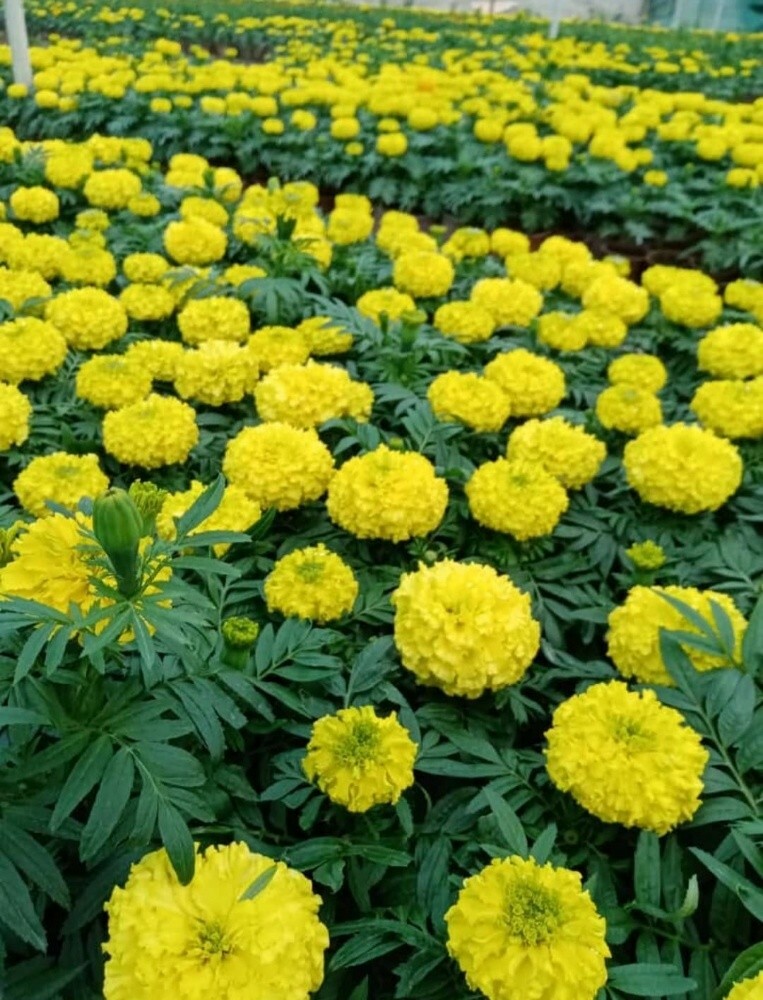 مهندس زراعي - 2