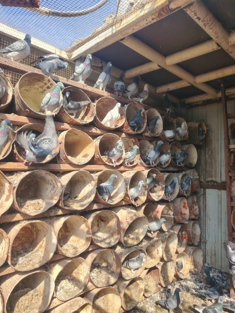 Jhajle Pigeons for sale - 3