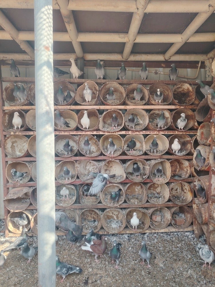 Jhajle Pigeons for sale - 2