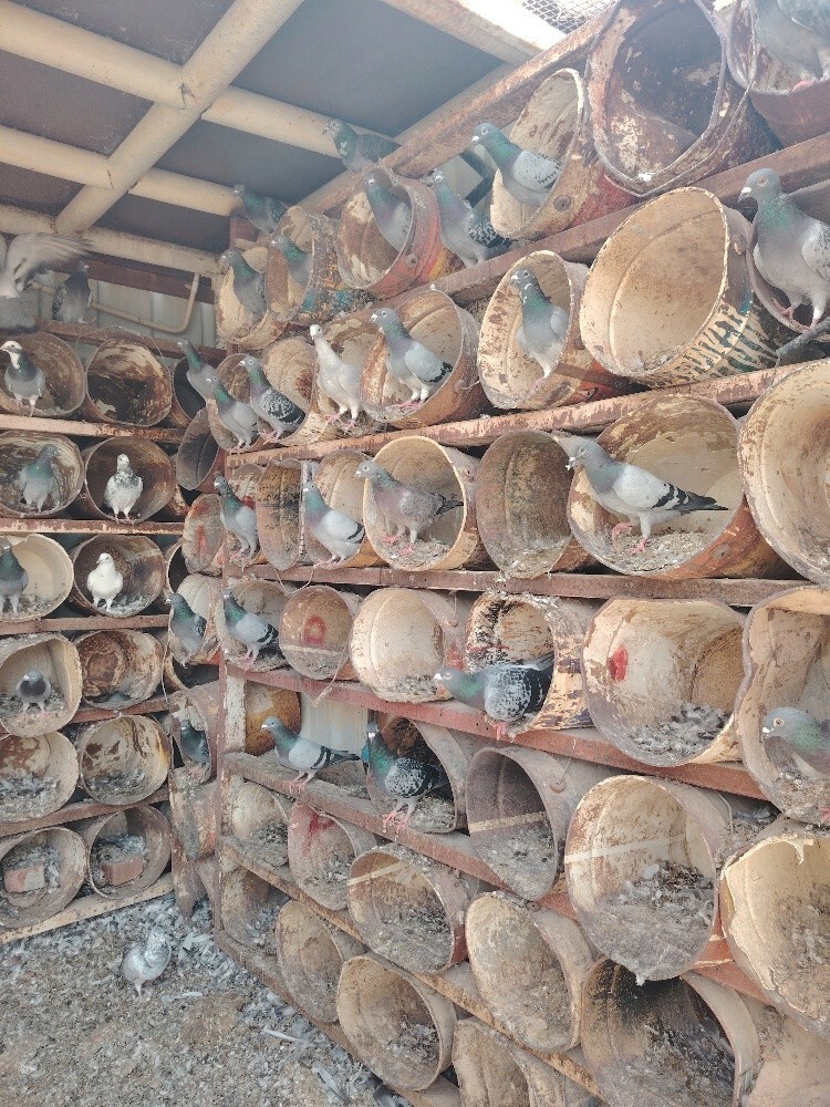 Jhajle Pigeons for sale - 1