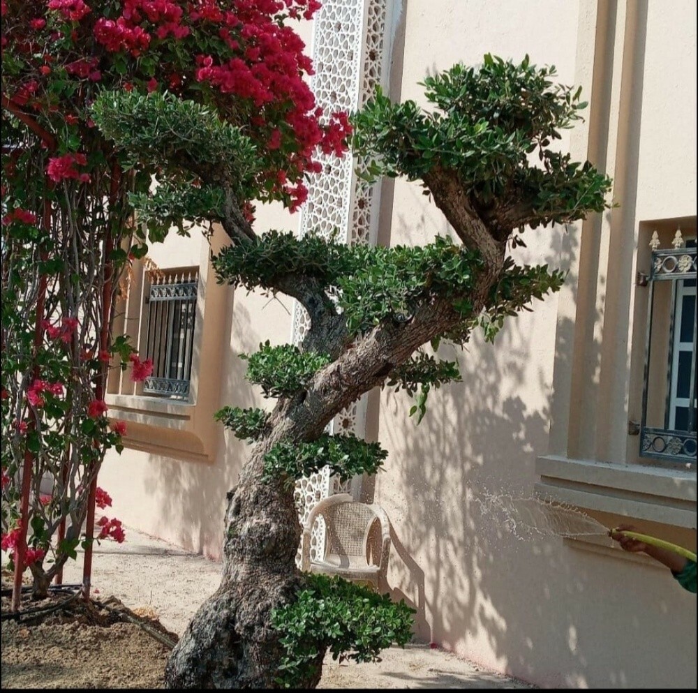 Ealima Garden Service - 7