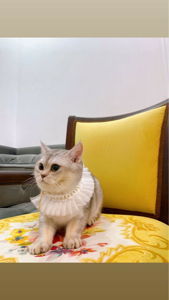 للبيع قطة ملكية فاخرة - 2