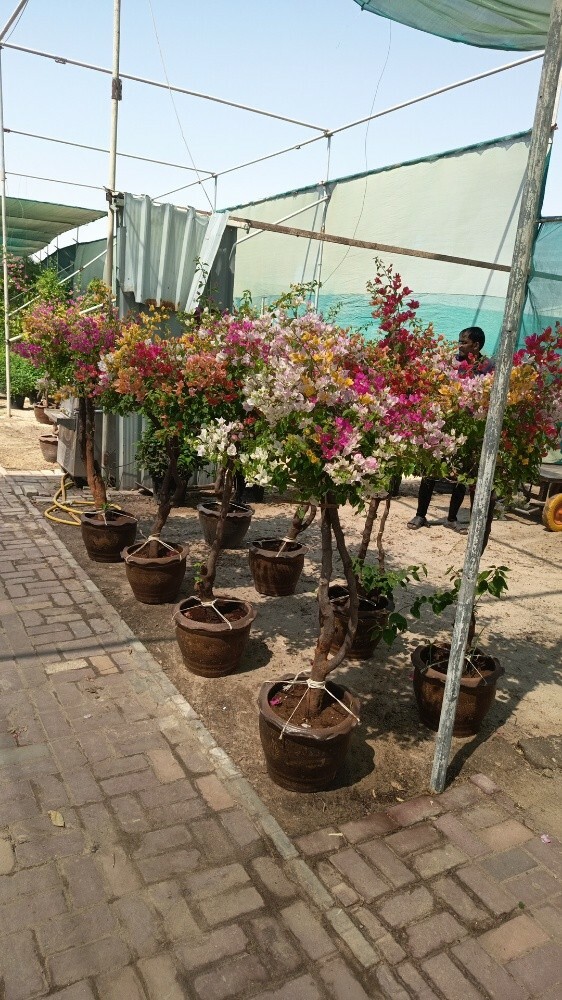 مهندس زراعي - 1