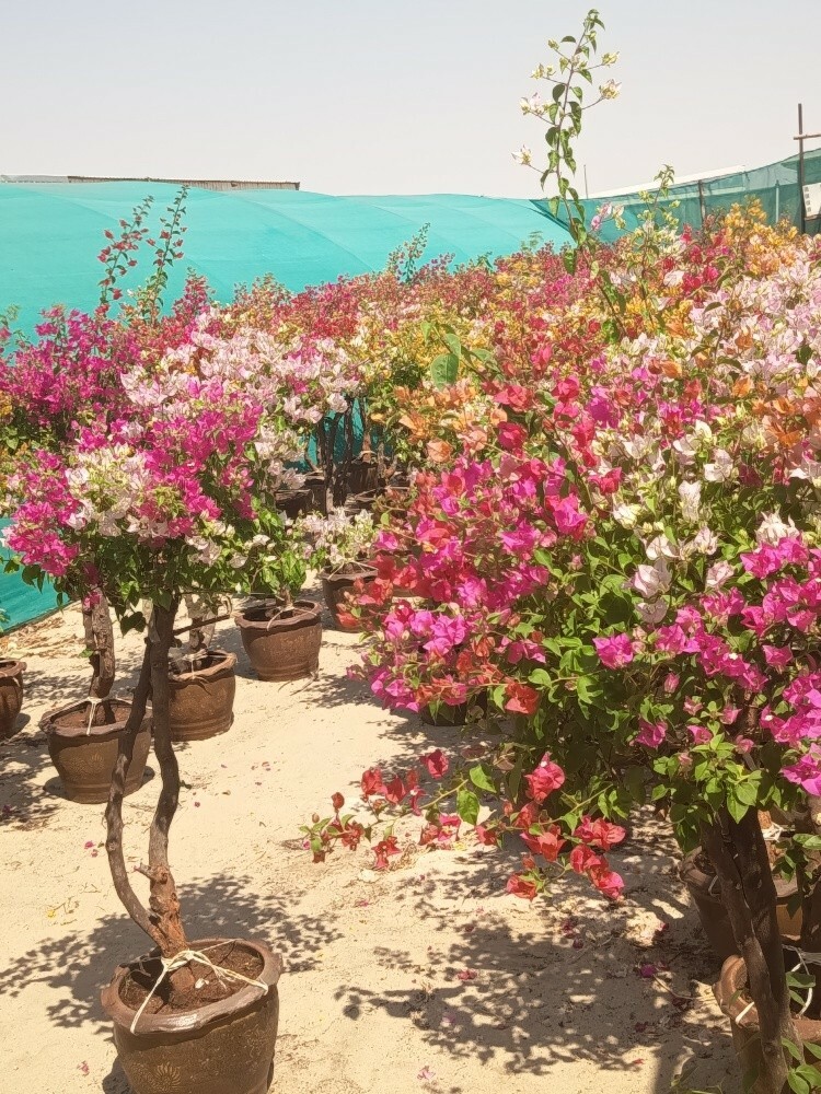 مهندس زراعي - 2