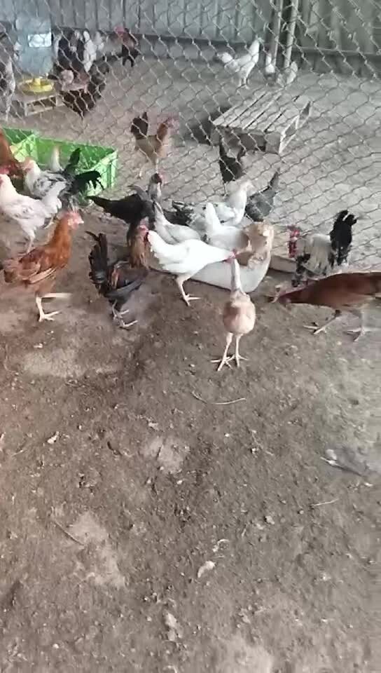 Roster chicken - 1