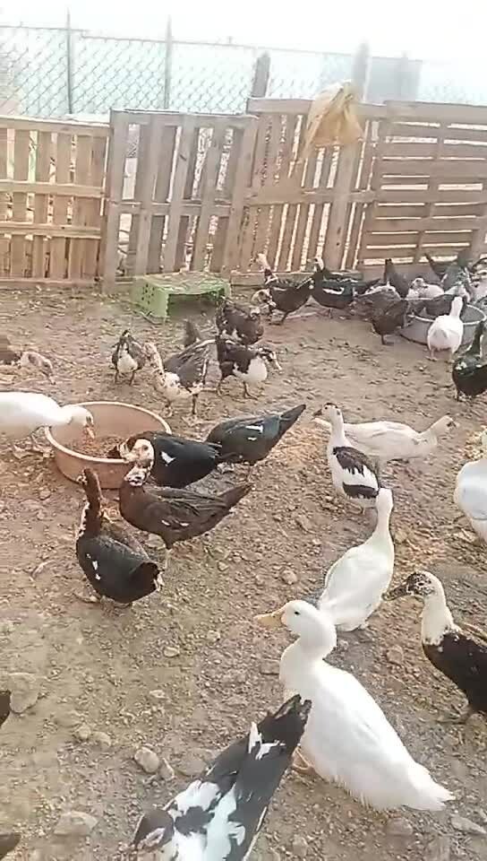 China and local Duck available - 1
