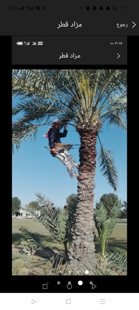 تنظيف النخيل وزراعتها وتقليم شجر - 2