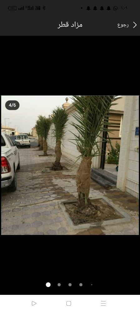 تنظيف النخيل وزراعتها وتقليم شجر - 5